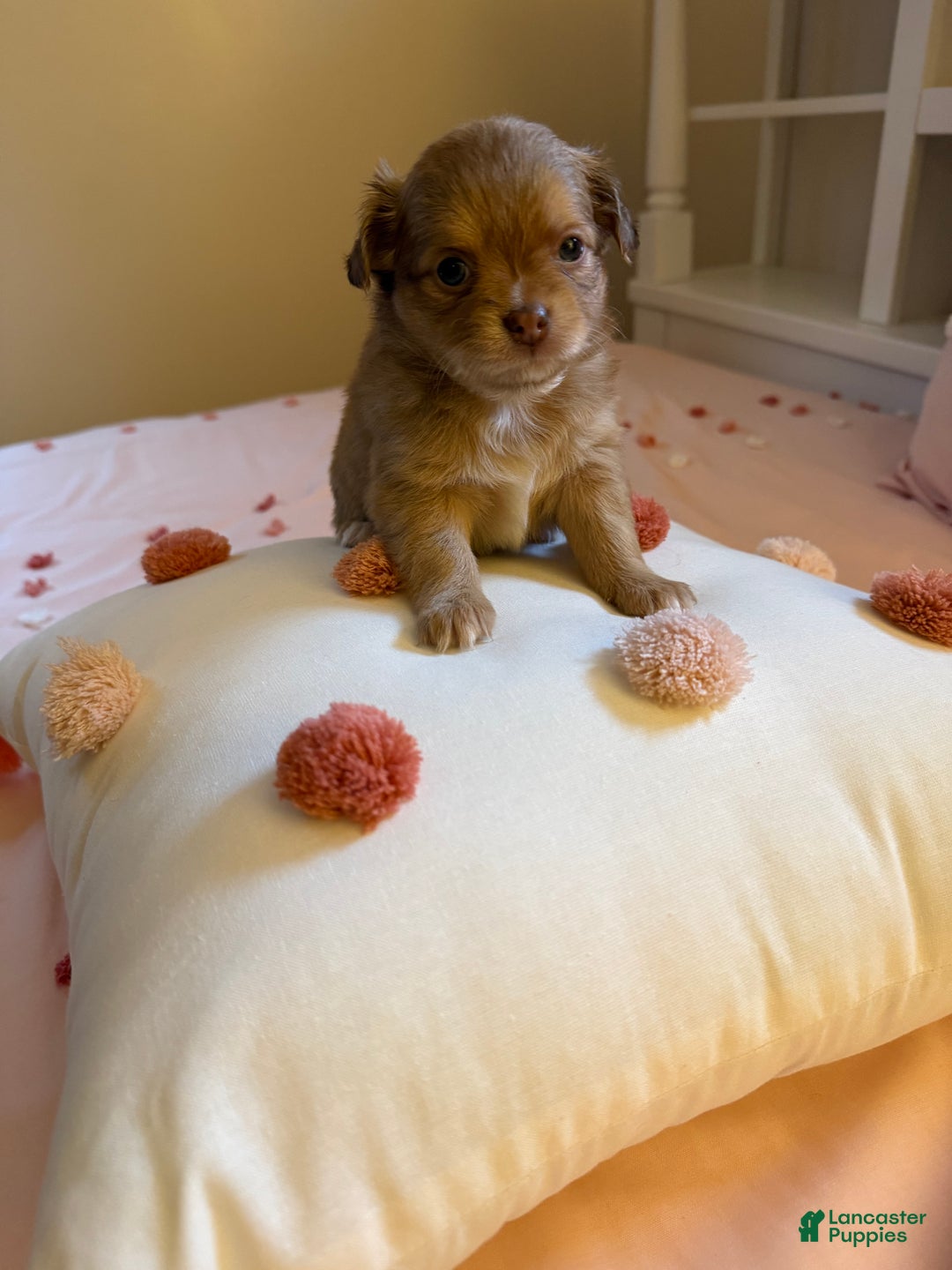 Chihuahua dogs for sale: Chihuahua Puppy  - Ad 13