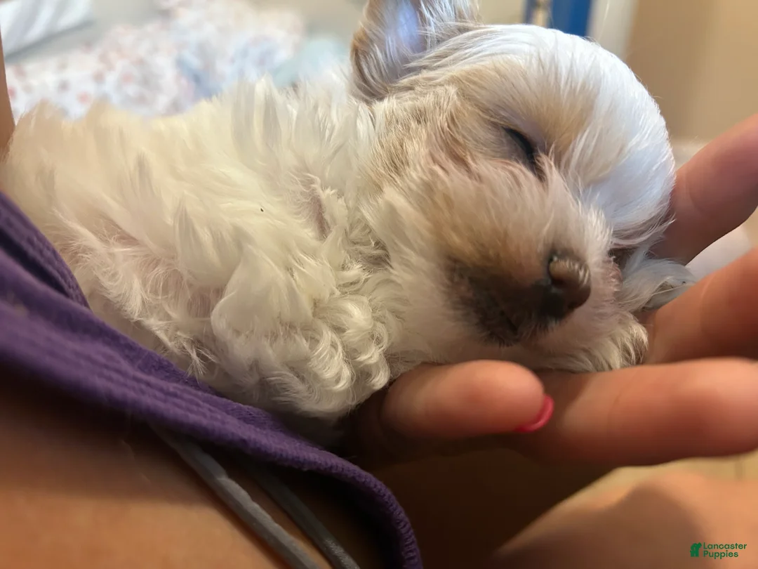 Yorkshire Terrier dogs for sale: Toby - Ad 2