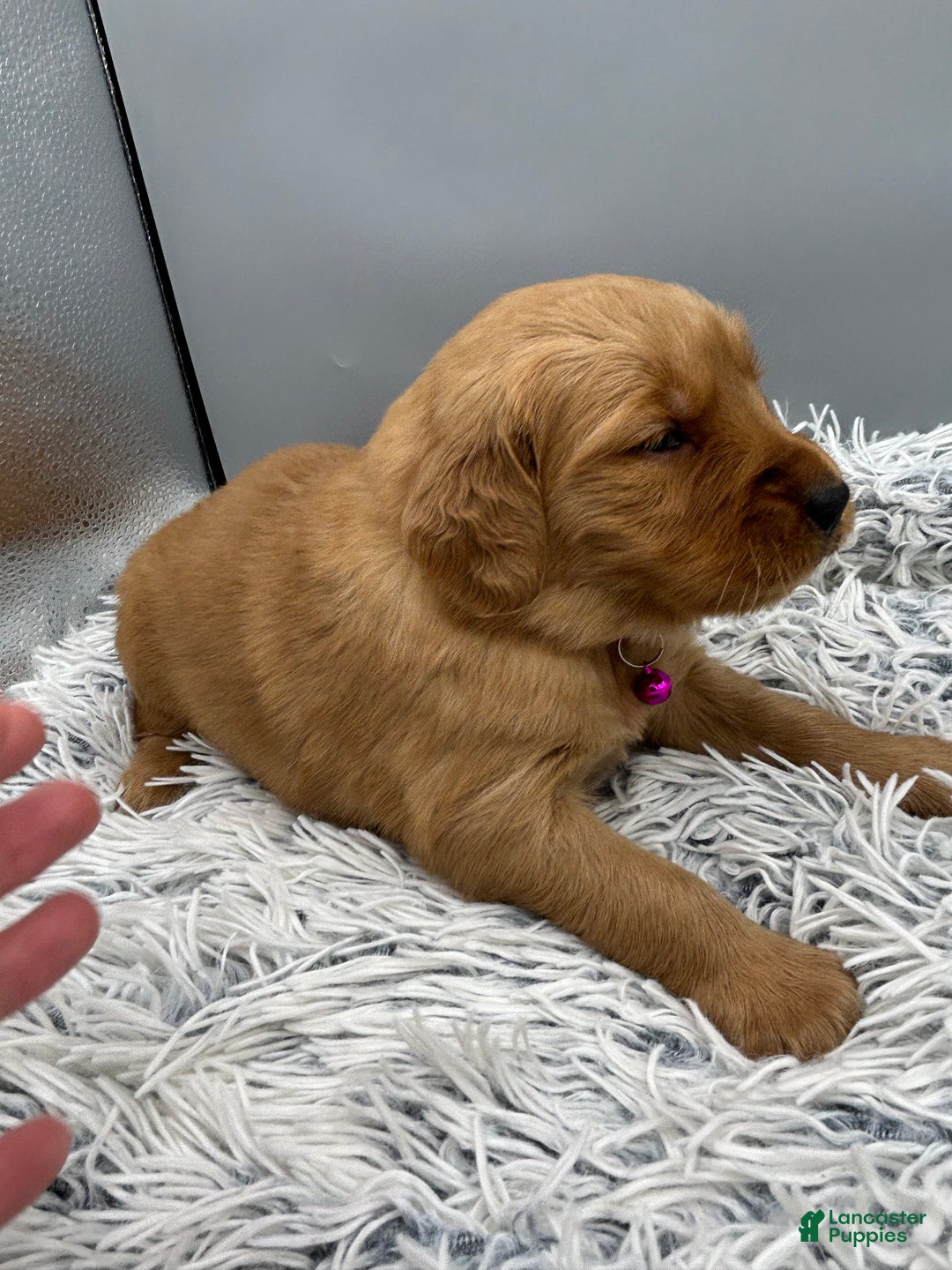 Golden Retriever dogs for sale: Golden Retriever Puppy - Stella - Ad 19