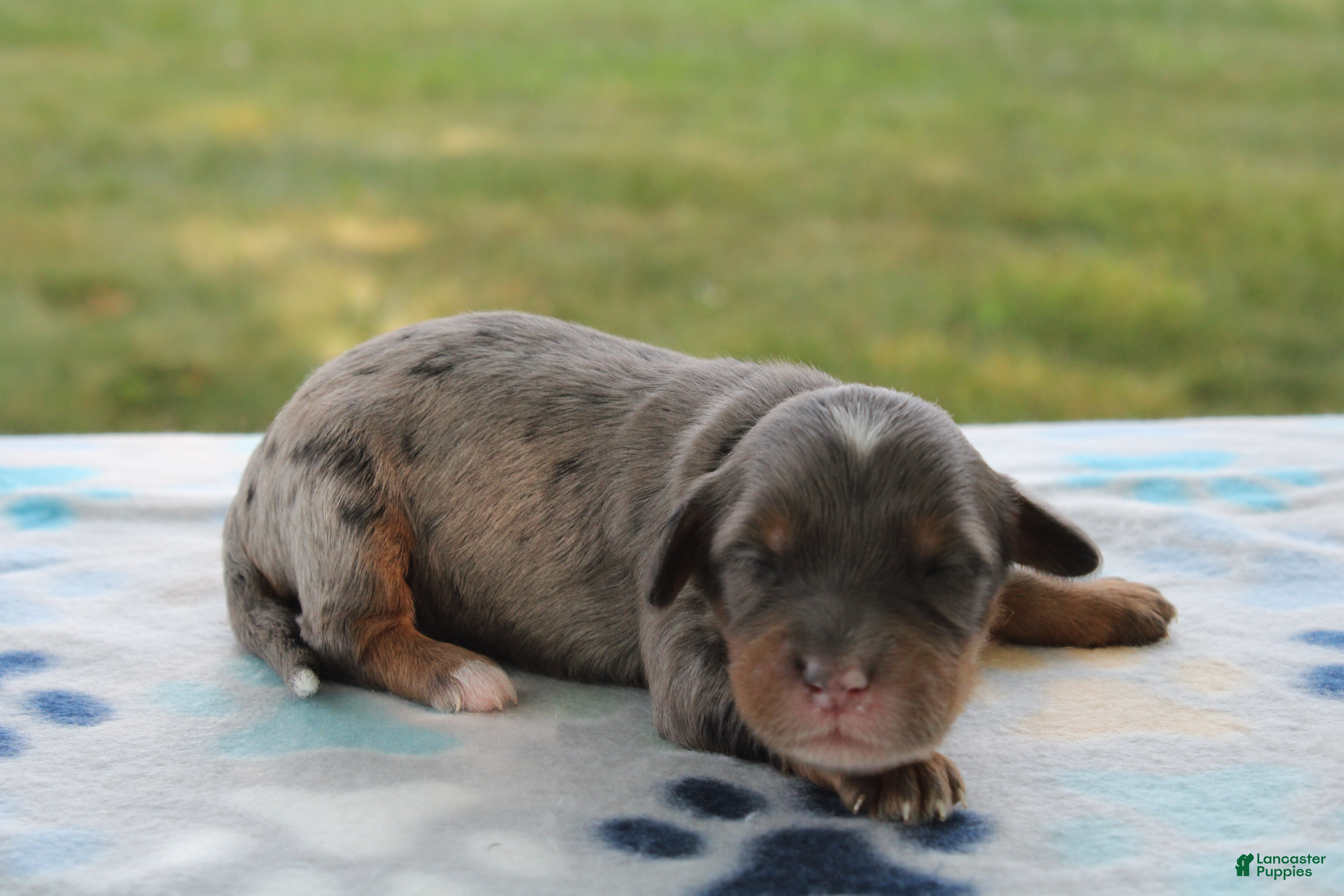 Mini Goldendoodle dogs Vesper - Ad 1