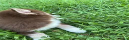Pomsky dogs for sale: Pomsky 3 - Ad 3