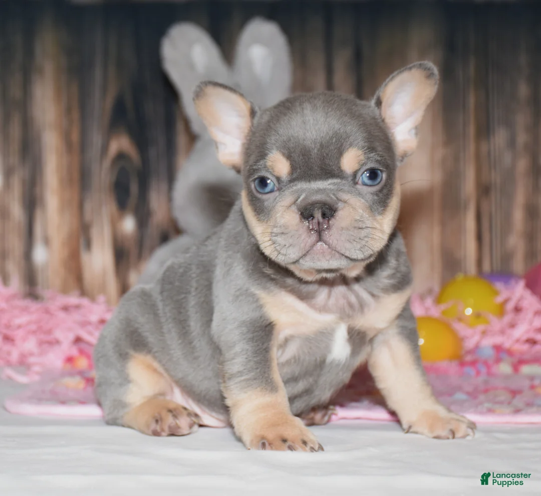 French Bulldog dogs for sale: Obi - Ad 1