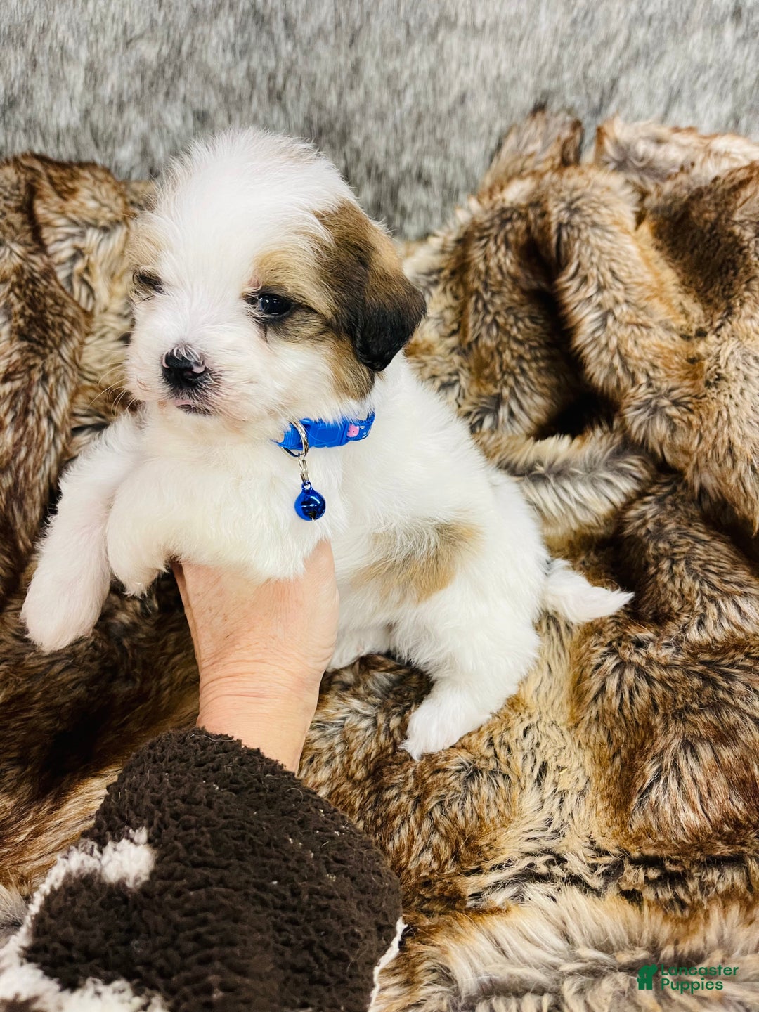 Mixed Breed dogs for sale: Mini bernedoodle male #2 - Ad 5
