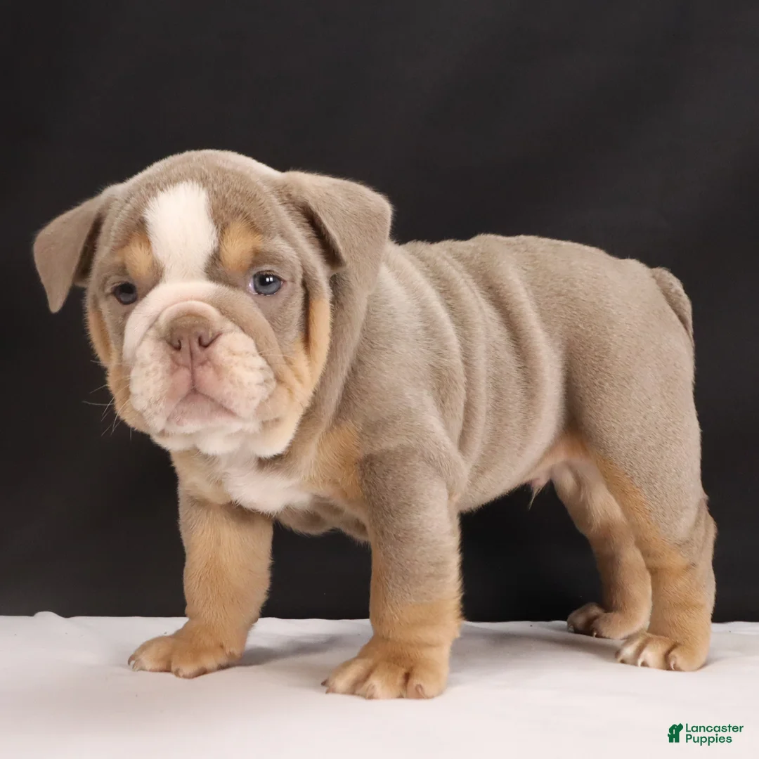 English Bulldog dogs for sale: Tucker - Ad 6