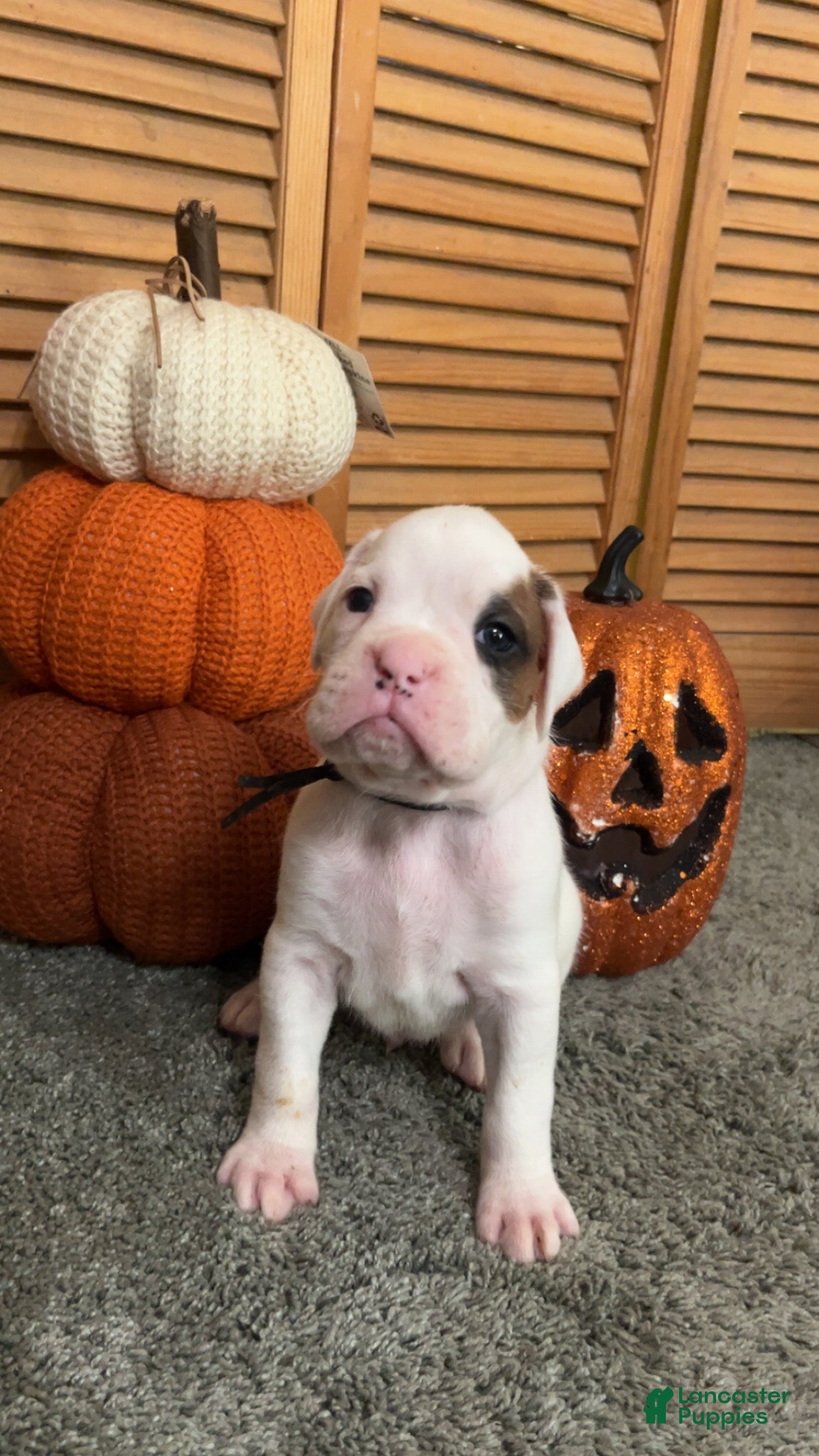 Boxer (Boxer, Male) in Rydal, GA