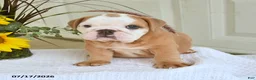 English Bulldog dogs for sale: Travis - Ad 5