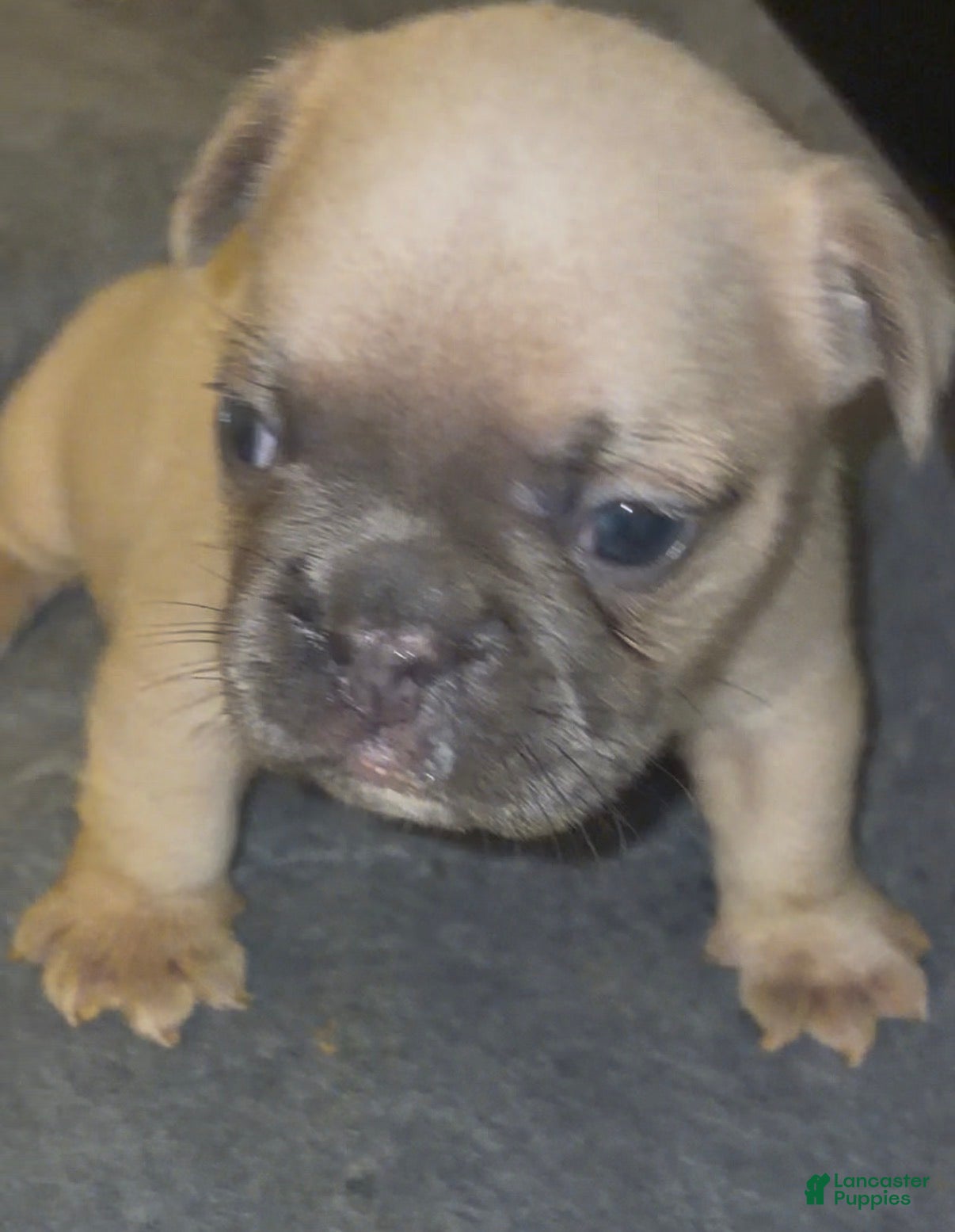 French Bulldog dogs Big boy - Ad 1