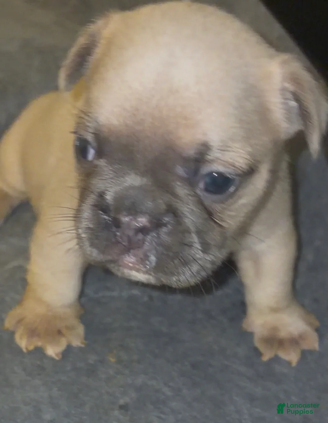 French Bulldog dogs for sale: Big boy - Ad 1