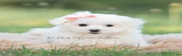 Maltese dogs for sale: Tulip - Ad 6