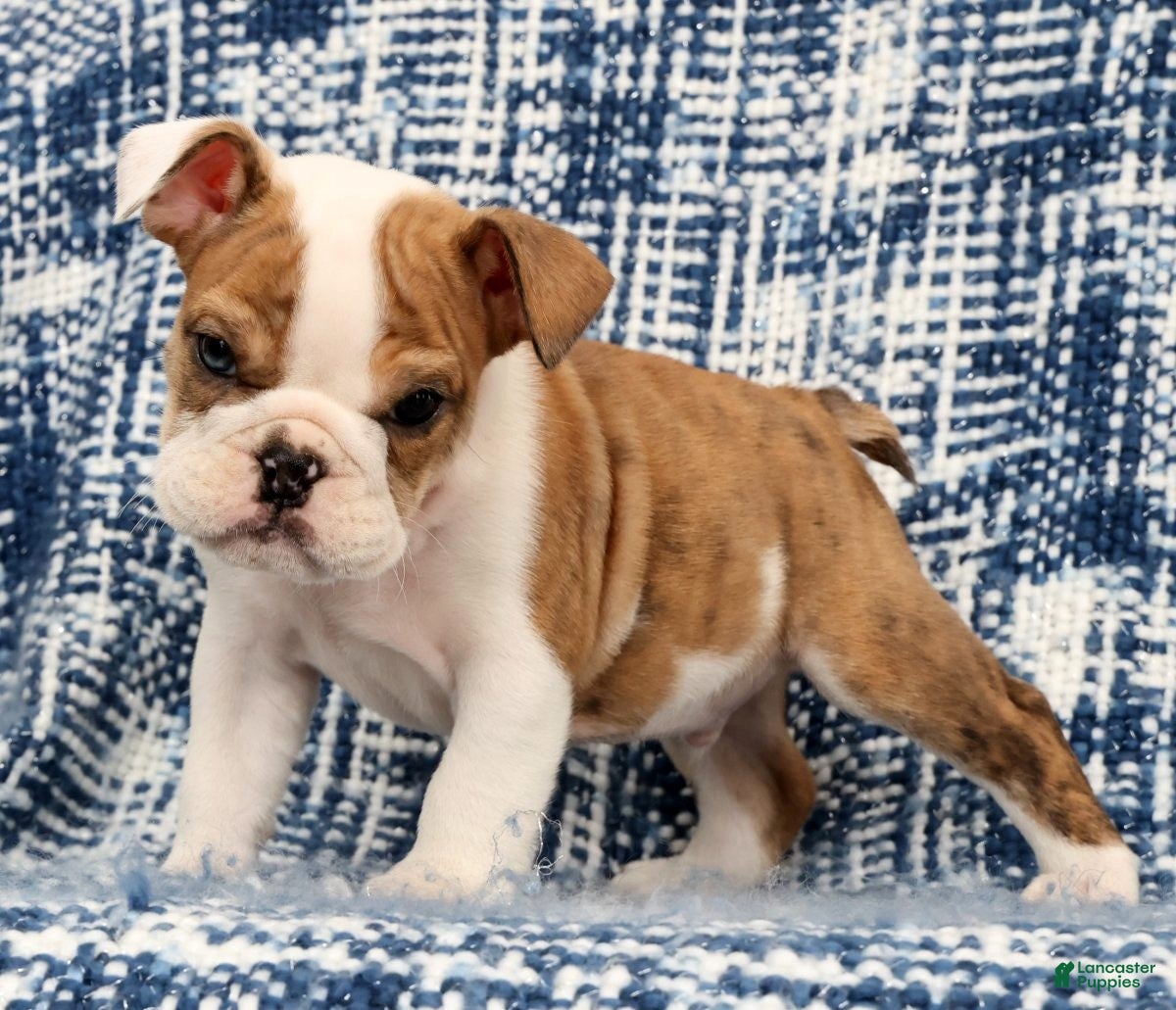 English Bulldog dogs Jasper - Ad 1