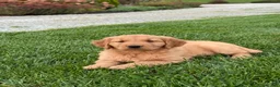 Golden Retriever dogs for sale: Remi - Ad 3