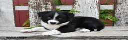 Border Collie dogs for sale: Dakota - Ad 4