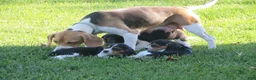 Beagle dogs for sale: Willow - Ad 2