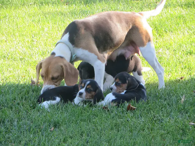 Beagle dogs for sale: Autumn - Ad 2