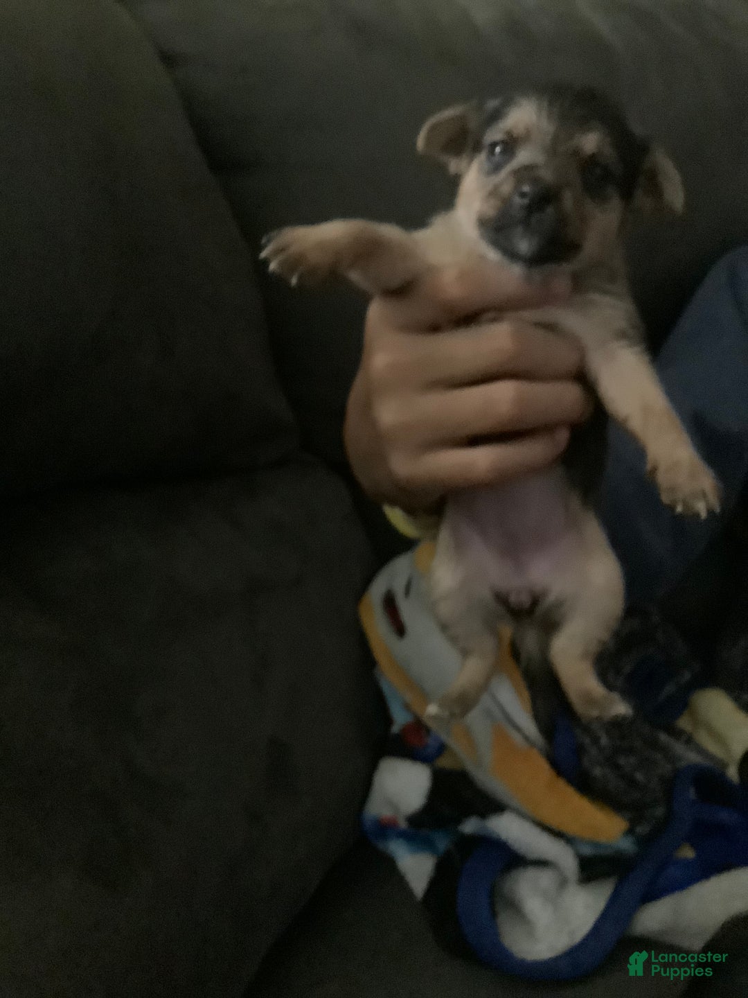 Mixed Breed dogs for sale: Liz - Ad 2