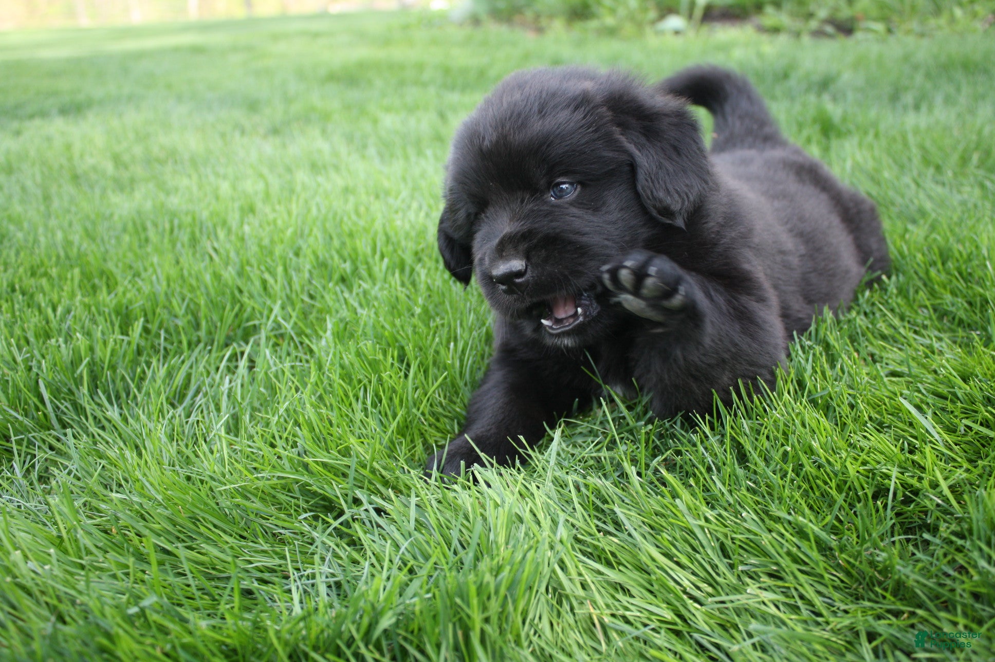 Newfoundland dogs Raven  - Ad 1