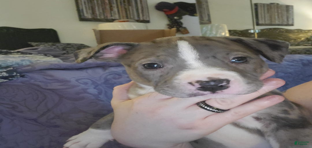 Gallery Image {{count}}