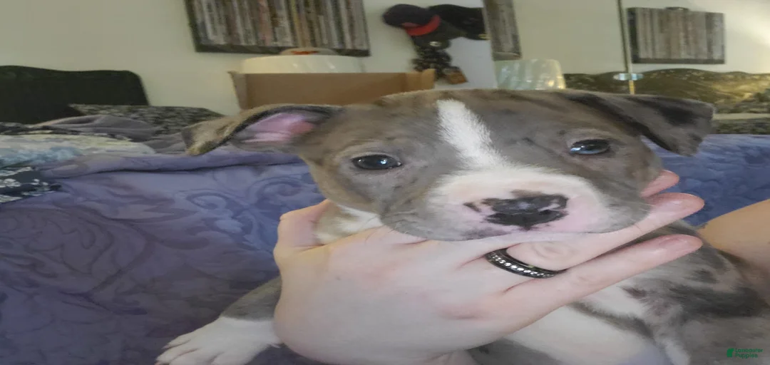 Gallery Image {{count}}