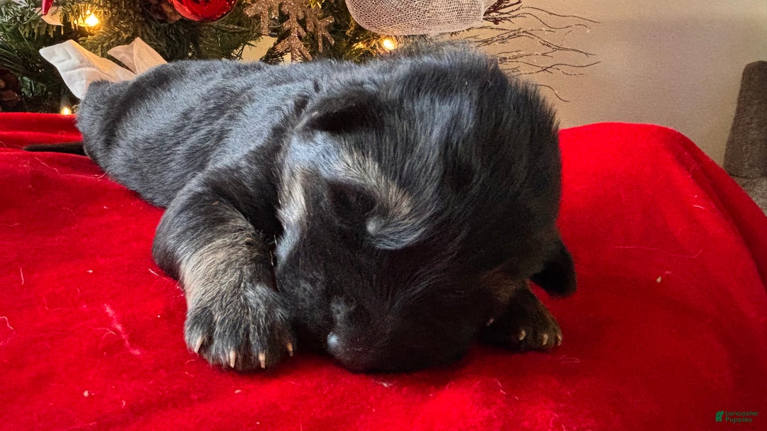 German Shepherd dogs for sale: Raven - Ad 2