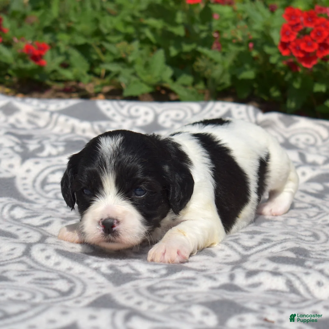 Cavachon dogs for sale: Liberty - Ad 1