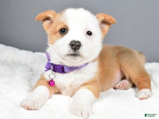 Welsh Corgi Pembroke dogs Beauty - Ad 12