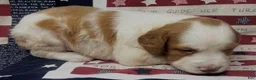 Brittany Spaniel dogs for sale: Hawkeye Holly Girl 3 - Ad 10