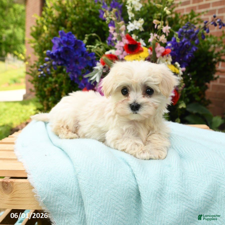 Maltese dogs for sale: Casper - Ad 5