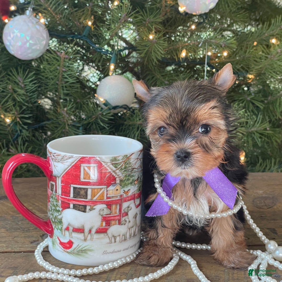 Mixed Breed dogs for sale: Lolita - Ad 4