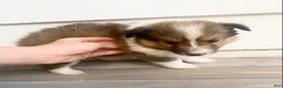 Shetland Sheepdog dogs for sale: Leif  - Ad 16