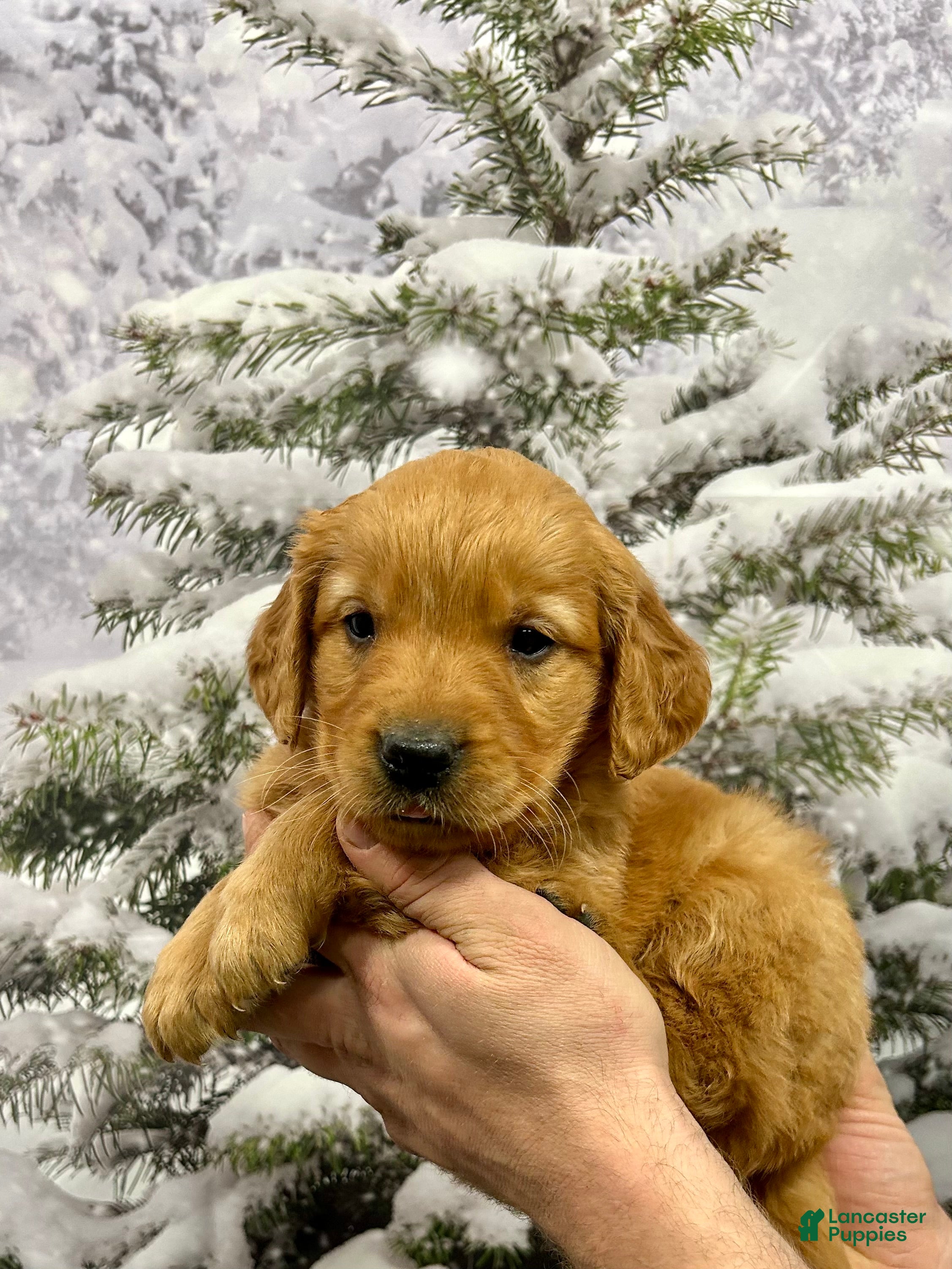 Golden Retriever dogs Charlie  - Ad 35