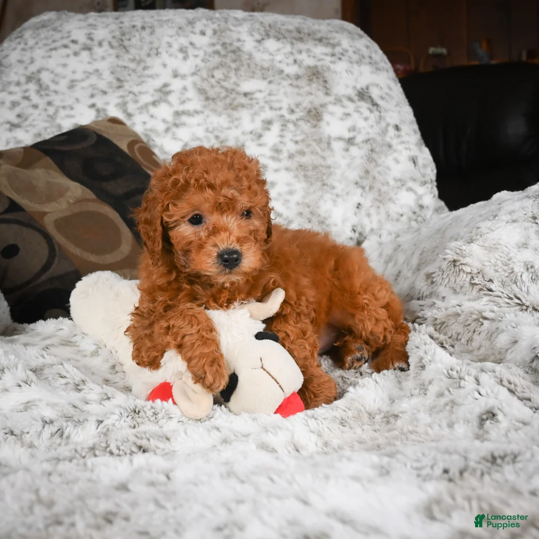 Cavapoo dogs for sale: Carl - Ad 6