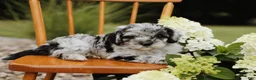 Mini Aussiedoodle dogs for sale: Buckley - Ad 3