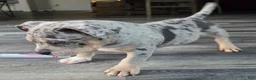 American Bully dogs for sale: Blue Merle Female 2 - Ad 7