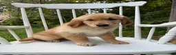 Golden Retriever dogs for sale: Duke - Ad 12