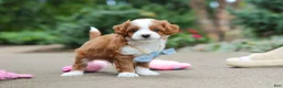 Cavapoo dogs for sale: Hudson - Ad 4