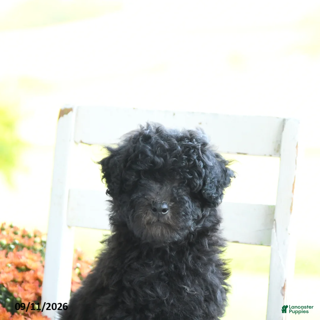 Mixed Breed dogs for sale: Hunter - Ad 5