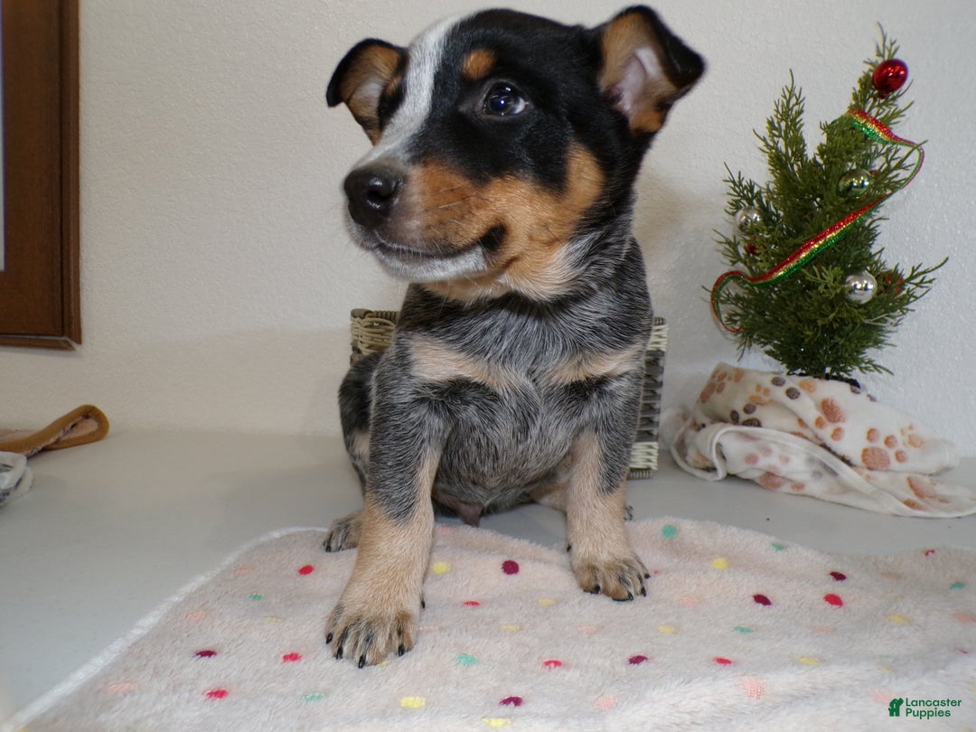 Australian Cattle Dog dogs for sale: Australian Cattle Dog Puppy 4 Jolan - Ad 1
