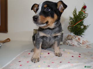 Australian Cattle Dog dogs Australian Cattle Dog Puppy 4 Jolan - Ad 16