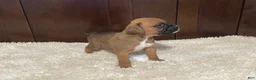 Boxer dogs for sale: Molly - Ad 18