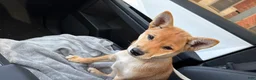 Shiba Inu dogs for sale: Shiba Inu 1 - Ad 7