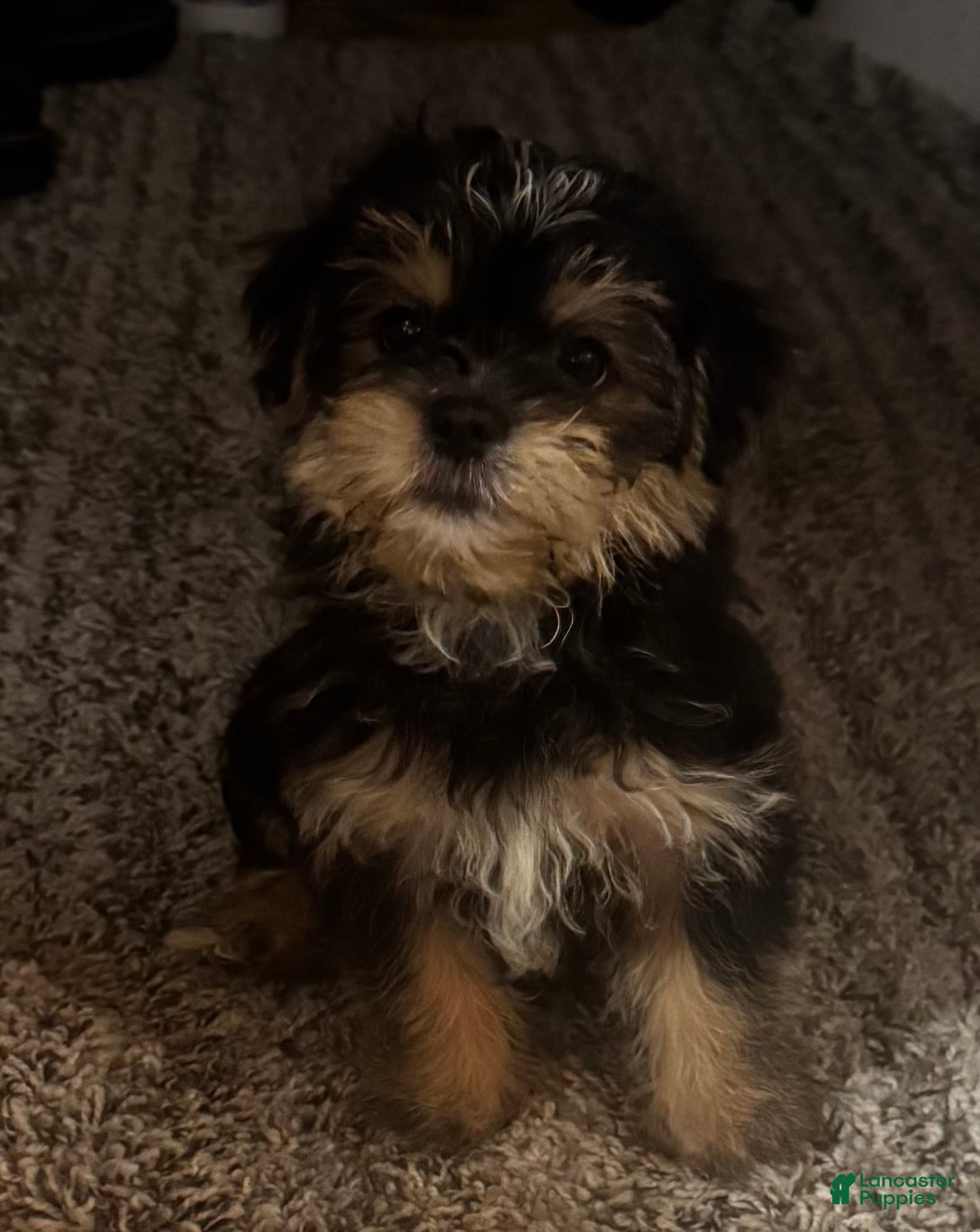 Mixed Breed dogs Gordo - Ad 1