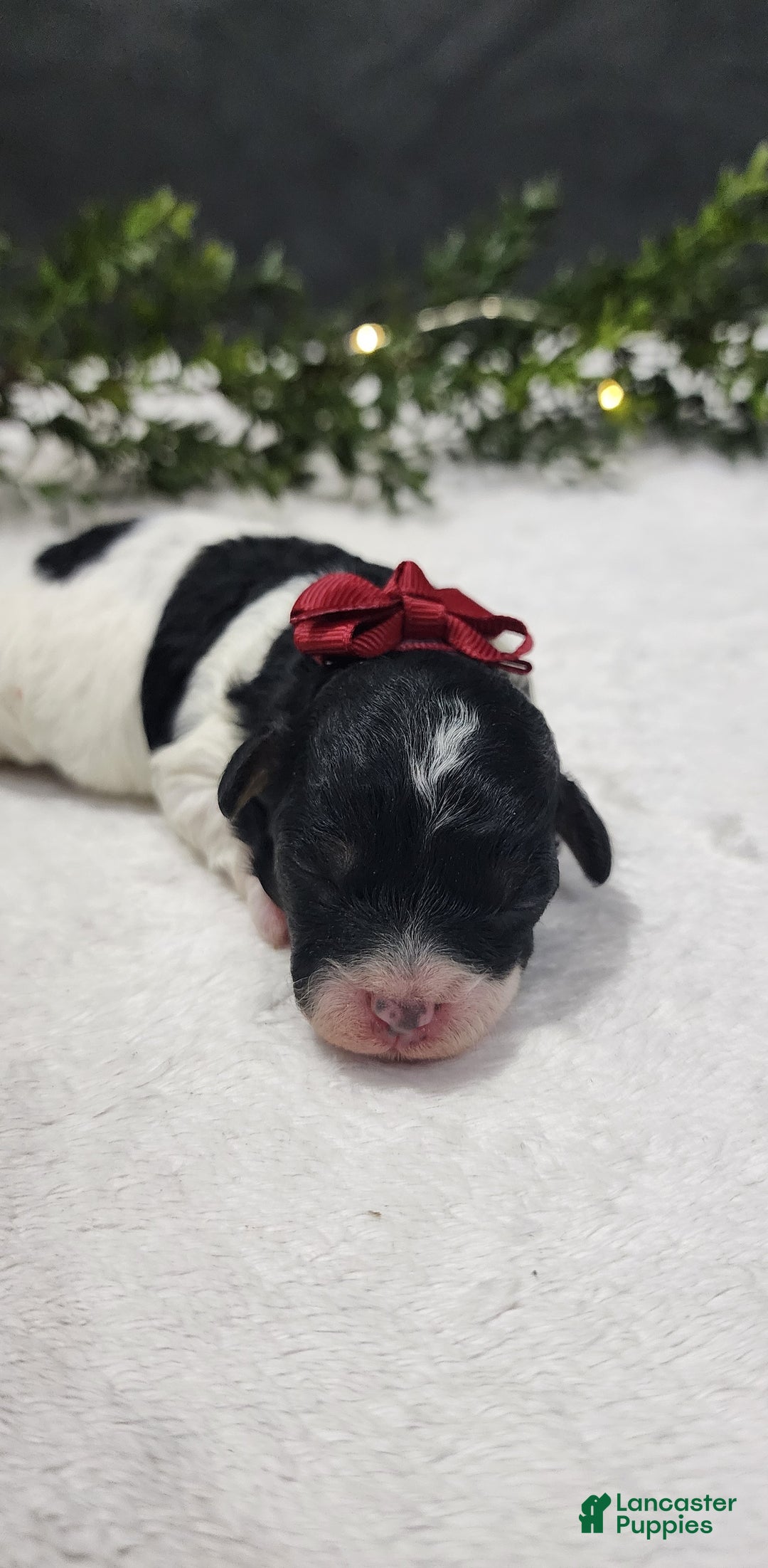 Miniature Poodle dogs for sale: Gracie  - Ad 2