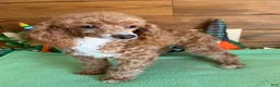 Toy Poodle dogs for sale: Spice - Ad 2