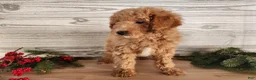 Mini Goldendoodle dogs for sale: Nash - Ad 3
