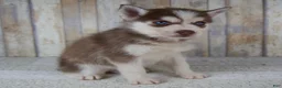 Pomsky dogs for sale: Cash - Ad 4