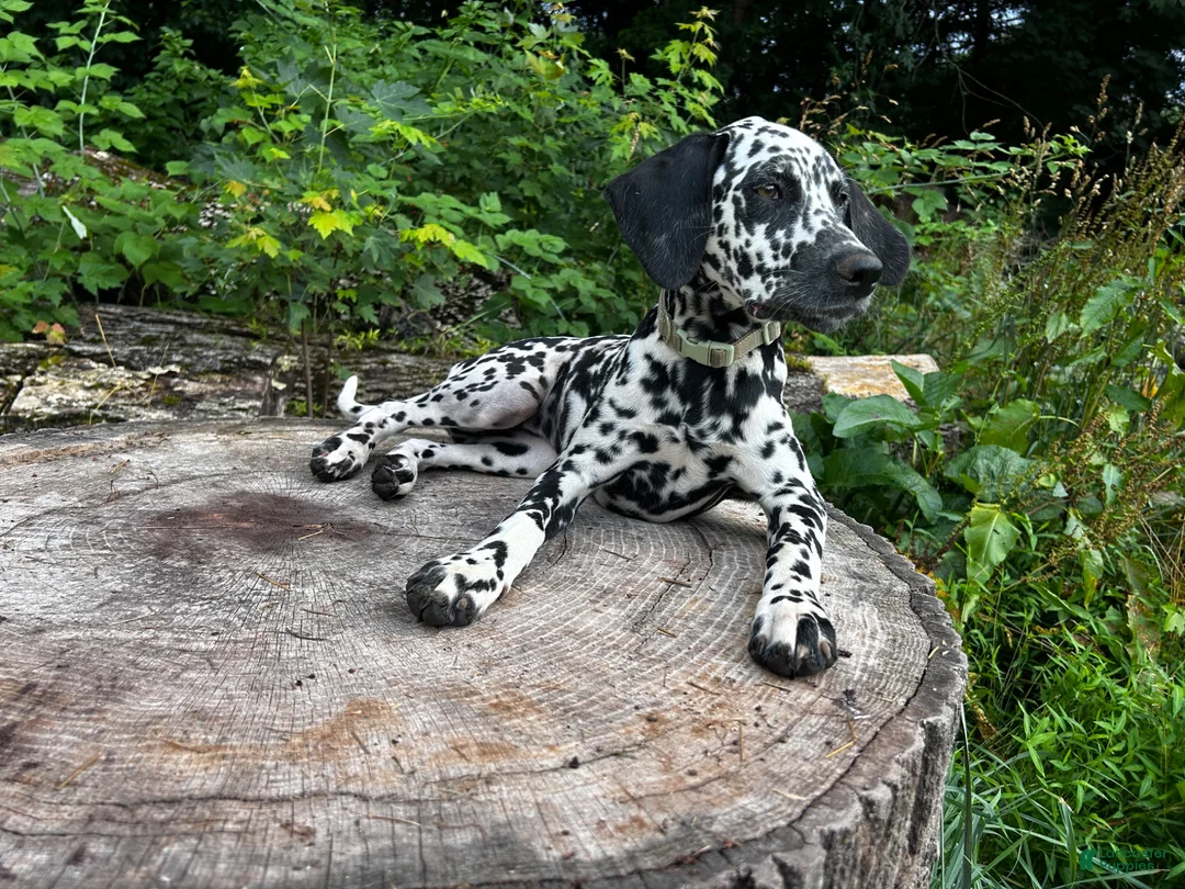 Dalmatian dogs for sale: Sydney - Ad 2