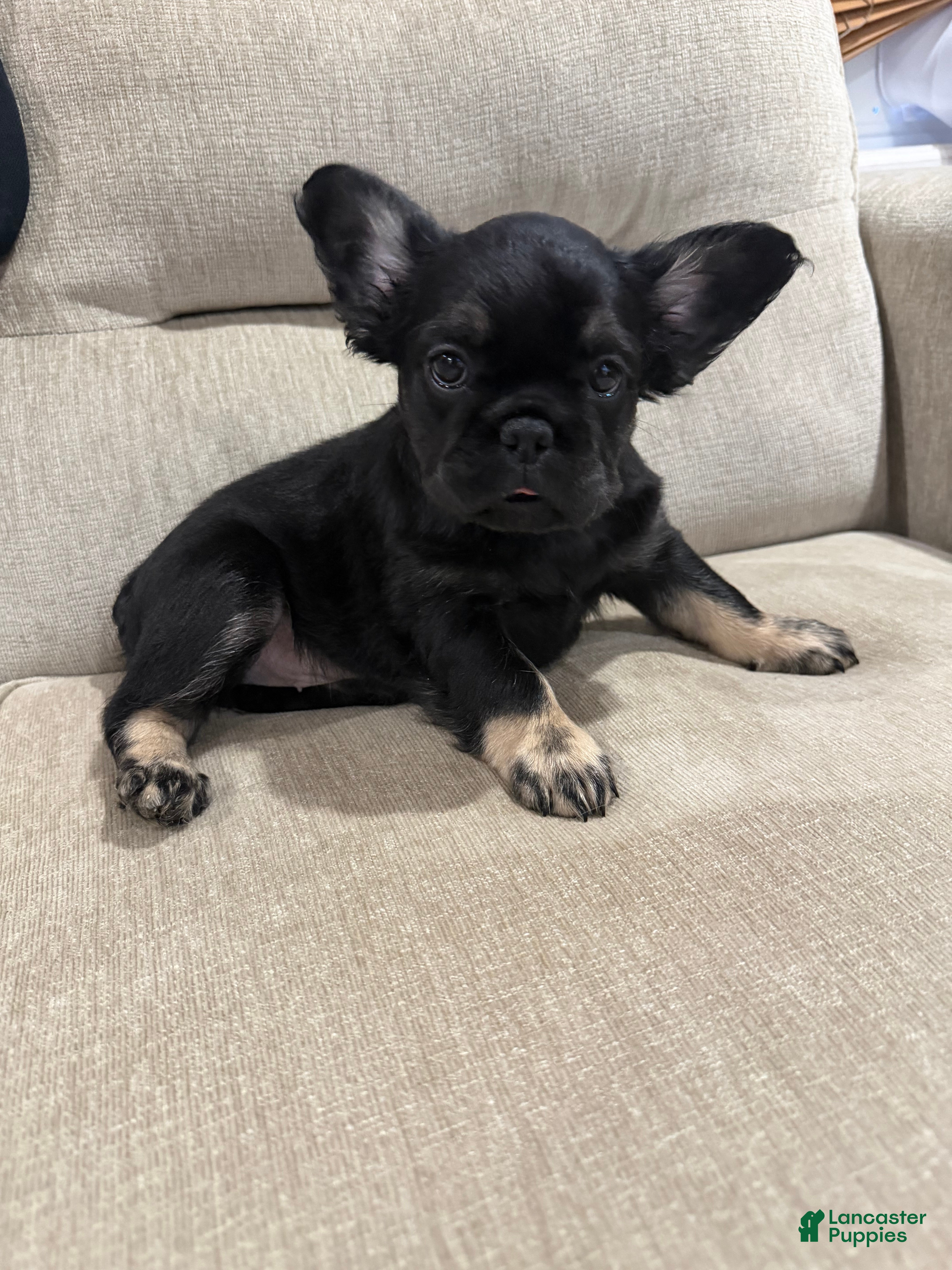 French Bulldog dogs French Bulldog 3 - Ad 1