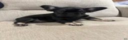 French Bulldog dogs for sale: French Bulldog 3 - Ad 1
