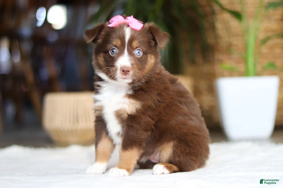 Australian Shepherd dogs for sale: Zinna - Ad 1
