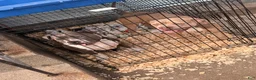 American Bully dogs for sale: American Bully 1 - Ad 3
